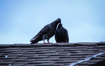 Pics Anti Pigeon- Tout savoir